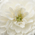 Biały  - Róże okrywowe - Alba Meillandina